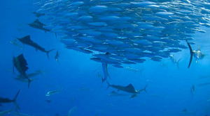 sailfish-dive-tour-cancun_tr55